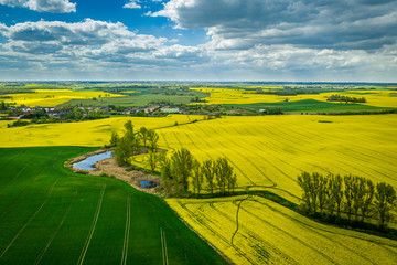 Fototapeta premium Flying above yellow rape fields in spring, Poland