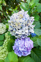 Ortensie di colore blu e viola