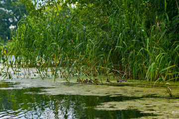 pond with water plants and wild ducks