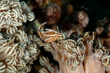 Radial filefish or the radial leatherjacket, Acreichthys radiatus, found among soft corals