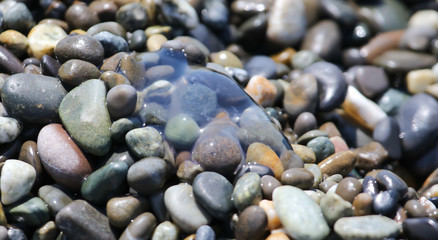 Jellyfish in the stones by the sea