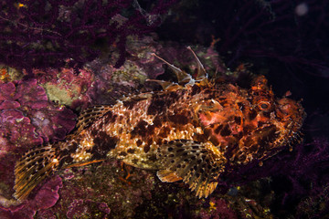 Red scorpionfish, Bigscale scorpionfish, large-scaled scorpion fish, Scorpaena scrofa