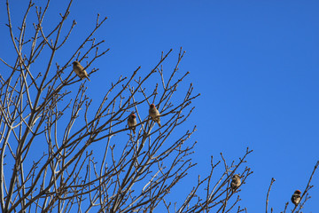 Birds on nude tree branch against blue sky