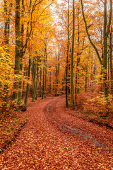 Fototapeta premium Colorful and breathtaking forest in the autumn in Poland