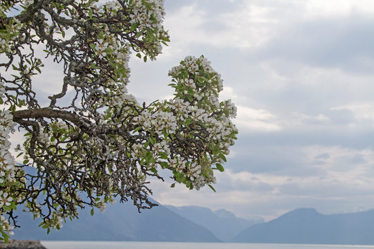 Obstbl&uuml;te am Soggnefjord