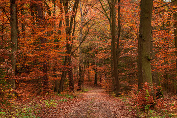Fototapeta premium Gold and beautiful autumn forest in Poland