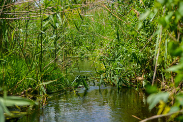 pond with water plants