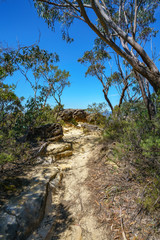 Fototapeta na wymiar hiking the prince henry cliff walk, blue mountains, australia 10