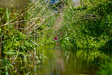 reeds in the lake and kayak