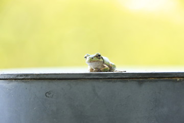 休憩するアマガエル