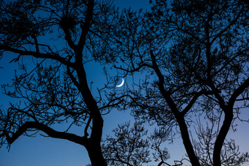 Fototapeta na wymiar moon among trees,night time