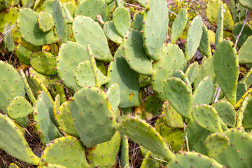 Prickly pear in a field in the region of Halkidiki Greece