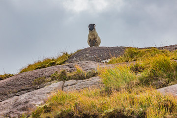 Sheep in typical Irish landscape