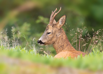 The roe deer (Capreolus capreolus), also known as the roe, western roe deer or European roe, is a...