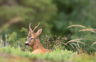 ( capreolus capreolus). Deer buck lies in the grass, and rests
