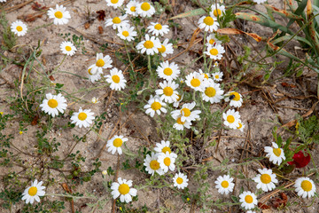 daisies in summer field, Halkidiki Greece