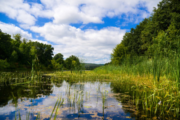 Obraz premium lake in deep forest