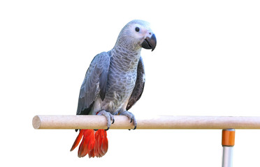 African grey parrot isolated on white.
