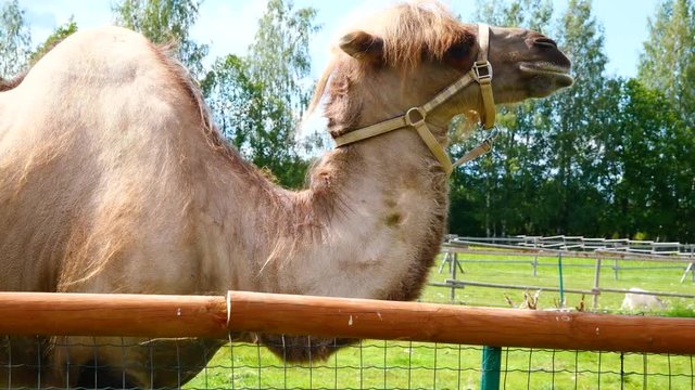 Camel eating grass in ecological farm