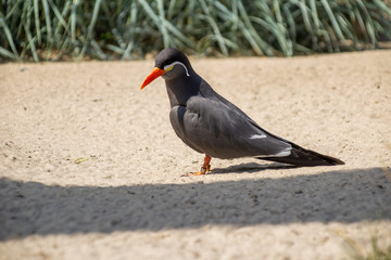 Vogel