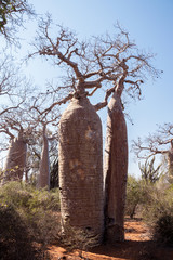 Fototapeta na wymiar baobabs