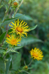 Inula helenium or horse-heal or elfdock. Blossoming Inula high (Inula helenium), Elecampane. Selective focus, close up. Yellow flowers of medicinal plant elecampane, horse-heal in bloom