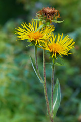 Inula helenium or horse-heal or elfdock. Blossoming Inula high (Inula helenium), Elecampane. Selective focus, close up. Yellow flowers of medicinal plant elecampane, horse-heal in bloom