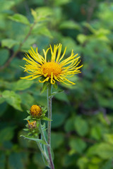 Inula helenium or horse-heal or elfdock. Blossoming Inula high (Inula helenium), Elecampane. Selective focus, close up. Yellow flowers of medicinal plant elecampane, horse-heal in bloom