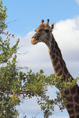 Giraffe / Giraffe / Giraffa Camelopardalis