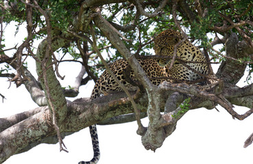 Fototapeta na wymiar A leopard has settled comfortably between the branches of a tree to rest