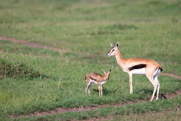 A Thomson's gazelle with her offspring in the savanna