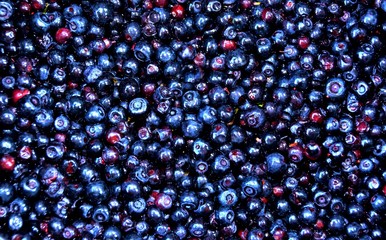 Blueberry background pattern 