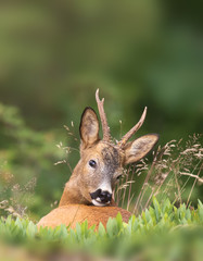 The roe deer (Capreolus capreolus), also known as the roe, western roe deer or European roe, is a species of deer. The male of the species is sometimes referred to as a roebuck. 