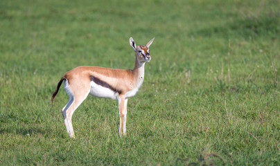 A Thomson's gazelle with her offspring in the savanna