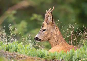 Obraz premium The roe deer (Capreolus capreolus), also known as the roe, western roe deer or European roe, is a species of deer. The male of the species is sometimes referred to as a roebuck. 