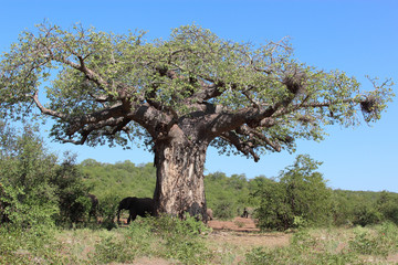 Affenbrotbaum / Baobab / Adansonia Digitata