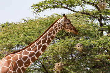 A closeup of a giraffe with many plants in the background