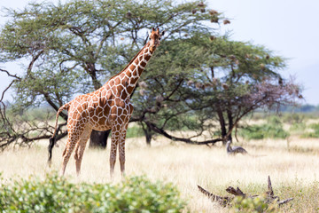 Fototapeta premium Giraffes in the savannah of Kenya with many trees and bushes in the background