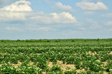 Fototapeta na wymiar Blooming potato field. Large field with potatoes. Blue sky with white clouds, forest in the distance.