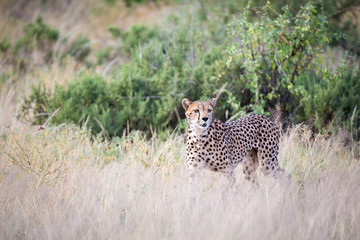 A cheetah walks in the high grass of the savannah looking for something to eat