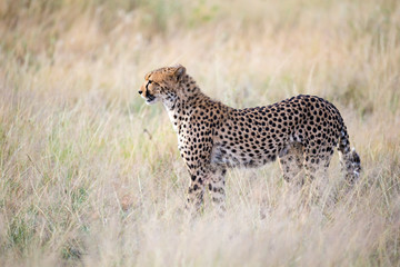 A cheetah walks in the high grass of the savannah looking for something to eat