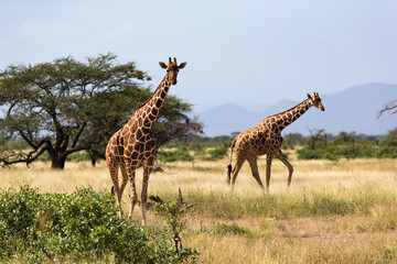 Giraffes in the savannah of Kenya with many trees and bushes in the background