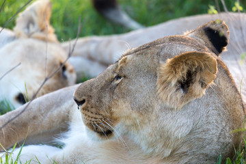 A closeup of a lioness trying to rest in the grass