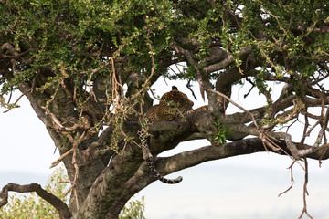 A leopard has settled comfortably between the branches of a tree to rest