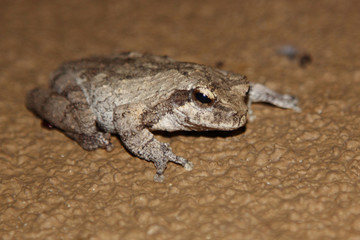Grauer Baumfrosch / Grey foam-nest treefrog or Southern foam-nest treefrog / Chiromantis xerampelina © Ludwig