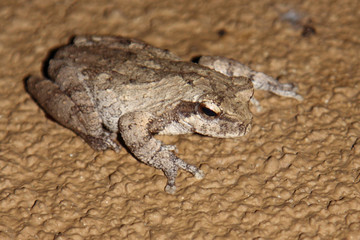 Grauer Baumfrosch / Grey foam-nest treefrog or Southern foam-nest treefrog / Chiromantis xerampelina