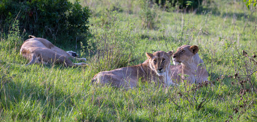 Lionesses lie in the grass and try to rest