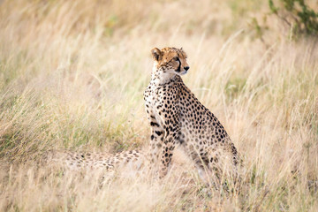 A cheetah sits in the savannah looking for prey