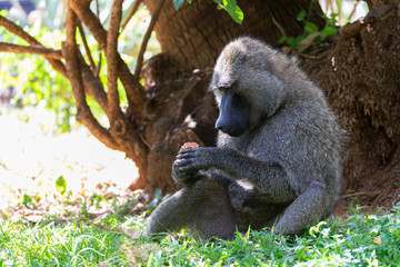 A baboon has found a fruit and eats it