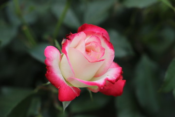 プリンセスドゥモナコ（バラ）